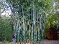 Florida Bamboo