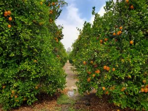 Florida Orange grove