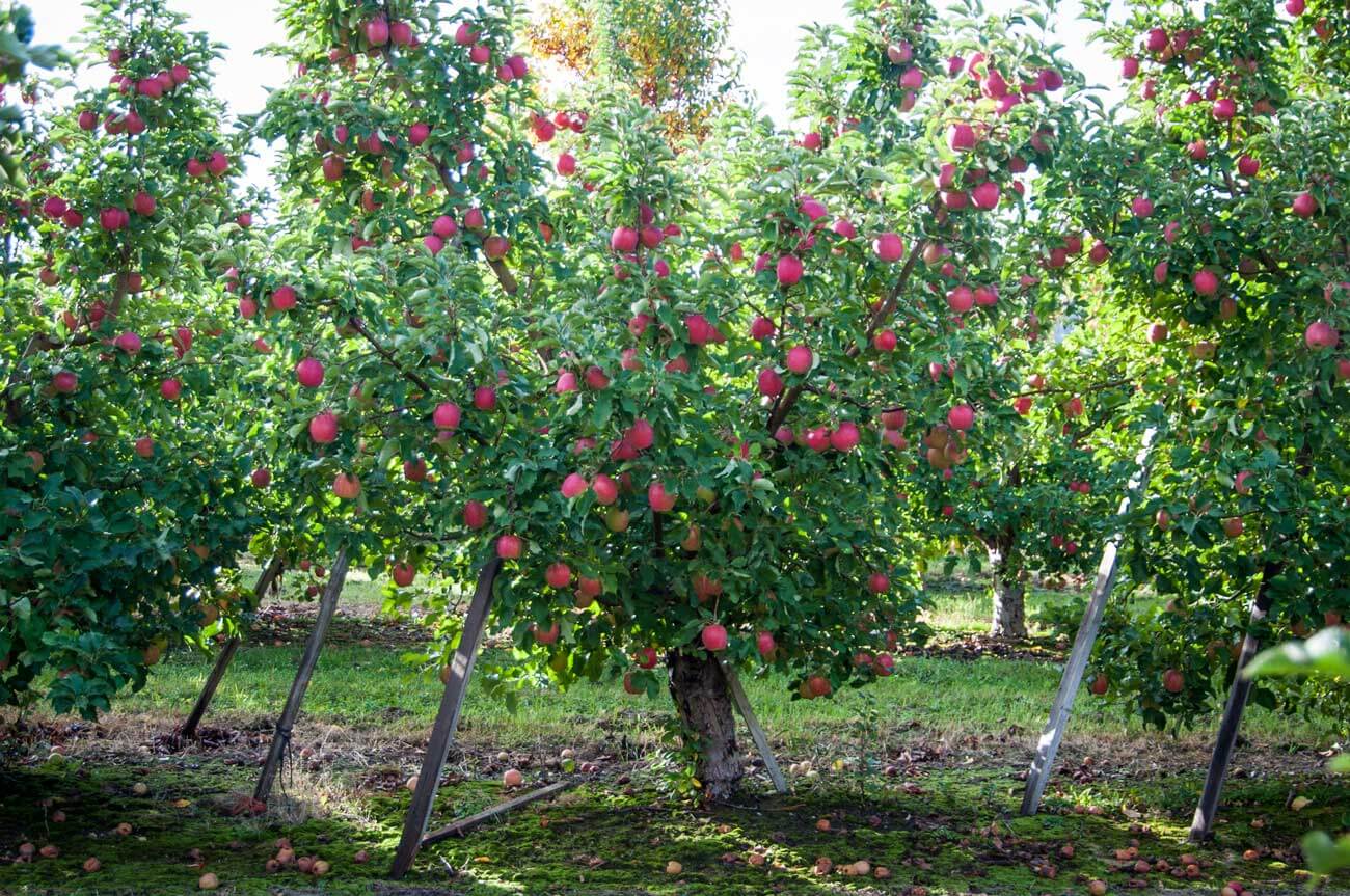 Ovocné stromy v štáte Washington