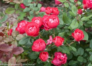 growing roses in a dry climate