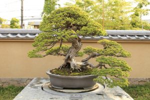 care for a bonsai tree