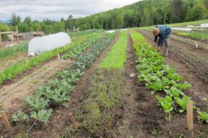 steps to start organic garden