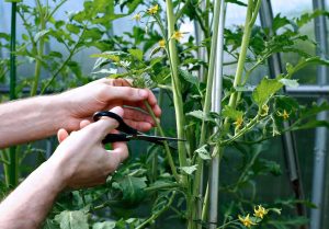 pruning a tomato