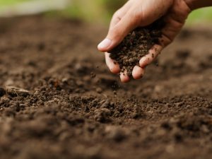 importance of soil