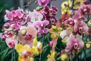 Buy the Best Orchids
