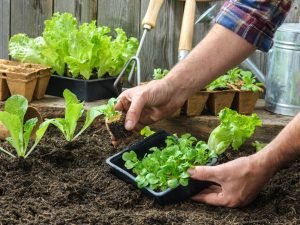 A Beginner's Guide to gardening