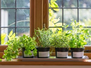 how to grow an indoor garden