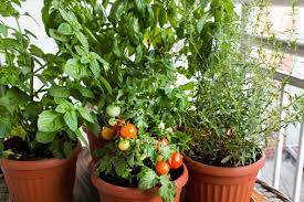how to grow Basil and Tomato