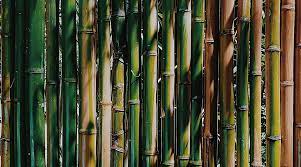 how to grow bamboo 