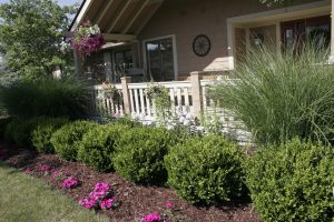 shrubs and bushes care