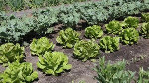tips for organic gardening 