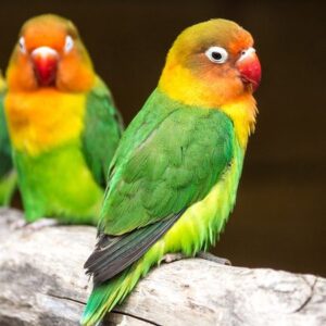 blue lovebird